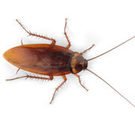 cockroach control roach treatments